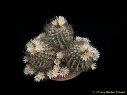 Turbinicarpus pseudomacrochele v. sphacellatus 625